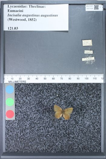 Media type: image;   Entomology 71539
